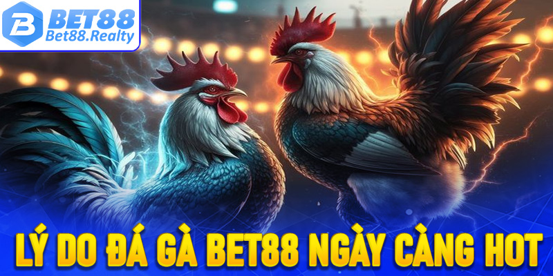 Top các lý do khiến sảnh cá cược đá gà Bet88 ngày càng được ưa chuộng